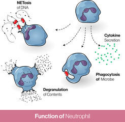 Neutrophil Function: Secretion of granules, Cytokine,  phagocytosis, NETosis (Neutrophil extra cellular traps). vector design .