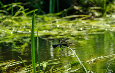 Bright blue dragonflys fly above the water surface of the river.