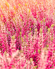 heather pink flowers closeup under warm sunset light, natural seamless pattern background