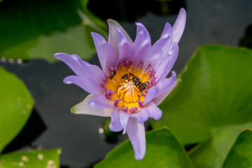 Purple flower swarmed by Bees 