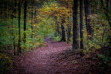 A mystical forest path in autumn. Kampinos National Park, Poland.