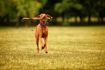 Vizsla dog catches the stick, retrieving, having fun
