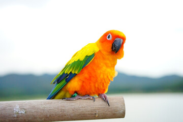Plakat Sun conure parrot or bird Beautiful is aratinga has yellow on Branch out background Blur mountains and sky, (Aratinga solstitialis) exotic pet adorable, native to amazon 