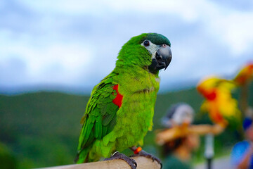 Hahn Macaw parrot on the sky and mountain background
