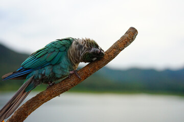 Green cheek conure  on the sky and mountain background