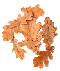 autumn oak leaves on a white background