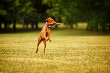 Vizsla dog catches the stick, retrieving, having fun
