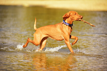 Vizsla dog playing in water, having fun
