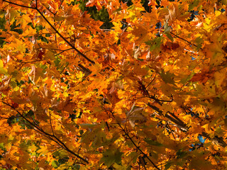 Background from autumn colored maple leaves. Yellow, red and orange foliage in the fall.