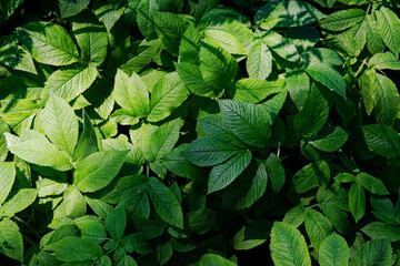 solid green thickets of large plant leaves