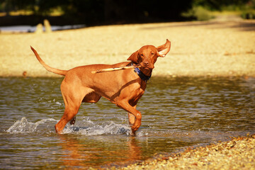 Vizsla dog playing in water, having fun