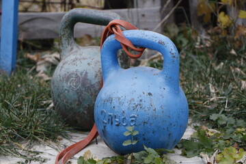 blue bird in the grass