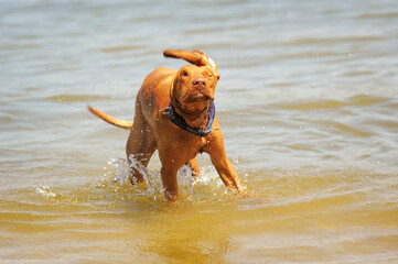 Vizsla dog playing in water, having fun