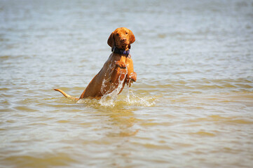 Vizsla dog playing in water, having fun