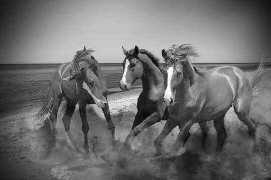 Beautiful horses kicking up dust while running near sea, black and white effect
