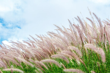 Close-up pink african fountain grass flower field