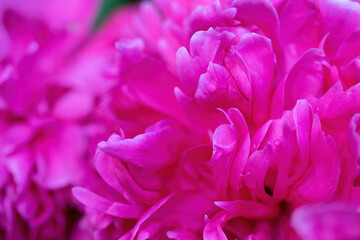 floral arrangement of pink pion flowers close-up.