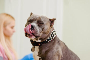 Portrait of cute licking pitbull dog in vet clinic
