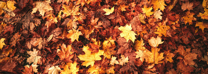 Background group autumn orange, red, yellow maple leaves. Outdoor.