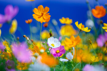 Fototapeta na wymiar colorful cosmos flower garden in bule sky background