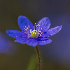 violet flower of common hepatica, liverwort, kidneywort or pennywort (Anemone hepatica or Hepatica...