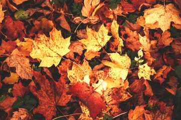 Background group autumn orange, red, yellow, green leaves.