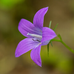 blossom of spreading bellflower (campanula patula)