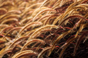 Close-up pink african fountain grass flower field