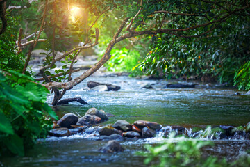 Mysterious mountain stream river flowing through the green forest
