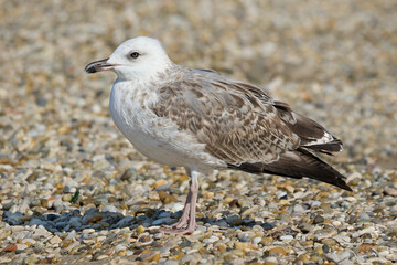 beautiful one close up adult seagull   (Larus argentatus) on the pebble beach