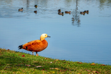 Beautiful Shelduck on grass field in a green, blurred background