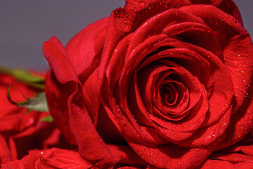 Red rose in romantic background. Pink rose
