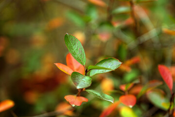 leaves in the garden
