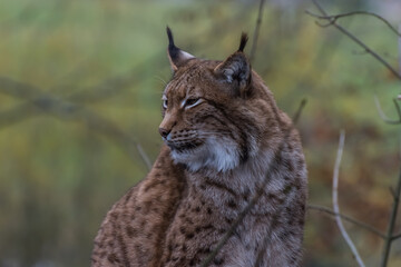 lynx sits and looks with half closed eys to the side