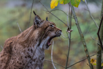 lynx sits and yawns with big open mouth