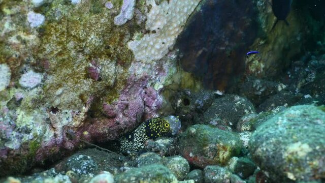 Snowflake Moray. Echidna nebulosa. The underwater world of Tulamben, Bali, Indonesia. 4k underwater video.