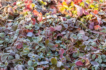 Background of autumn frozen leaves.