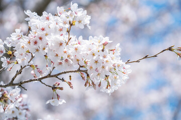 桜 染井吉野