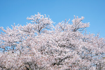 桜 染井吉野