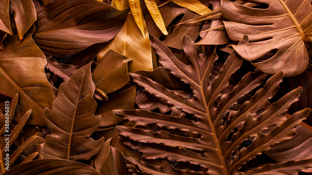 Wall mural closeup nature view of tropical colorful monstera leaf and palms background. flat lay, fresh wallpap