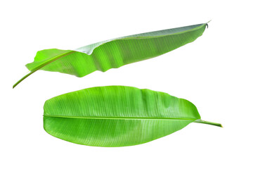 Green banana leaves isolated on white background. Clipping path