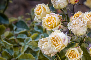 Garden rose flowers in the early morning in autumn.