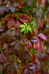 red and green leaves