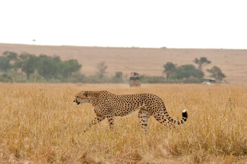 Creatures of the savannah during a safari, Serengeti, Amboseli and Tsavo national park, Kenya,...