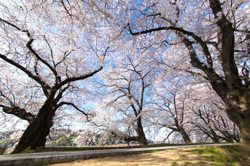 ソメイヨシノ桜並木