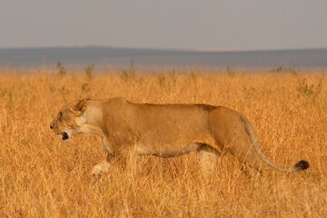 Creatures of the savannah during a safari, Serengeti, Amboseli and Tsavo national park, Kenya, Africa