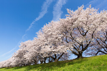 京都八幡市背割堤の桜並木