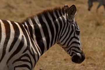 Creatures of the savannah during a safari, Serengeti, Amboseli and Tsavo national park, Kenya, Africa