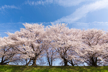 Fototapeta premium 京都八幡市背割堤の桜並木