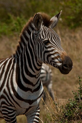 Creatures of the savannah during a safari, Serengeti, Amboseli and Tsavo national park, Kenya, Africa